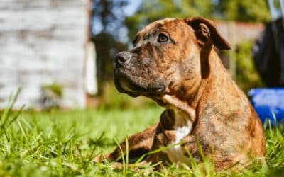 9 Preguntas sobre las mordeduras de perros en Houston Texas
